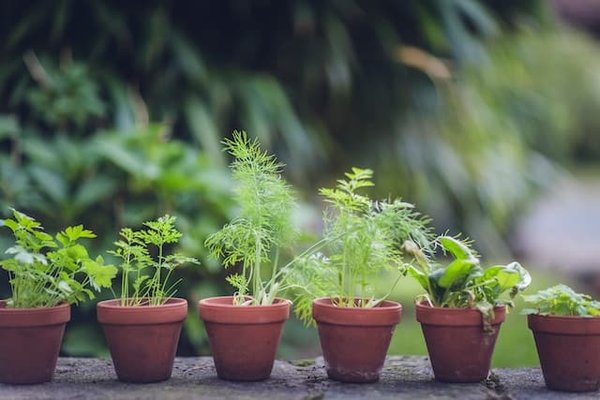 Jardinage urbain : cultiver son petit coin de verdure